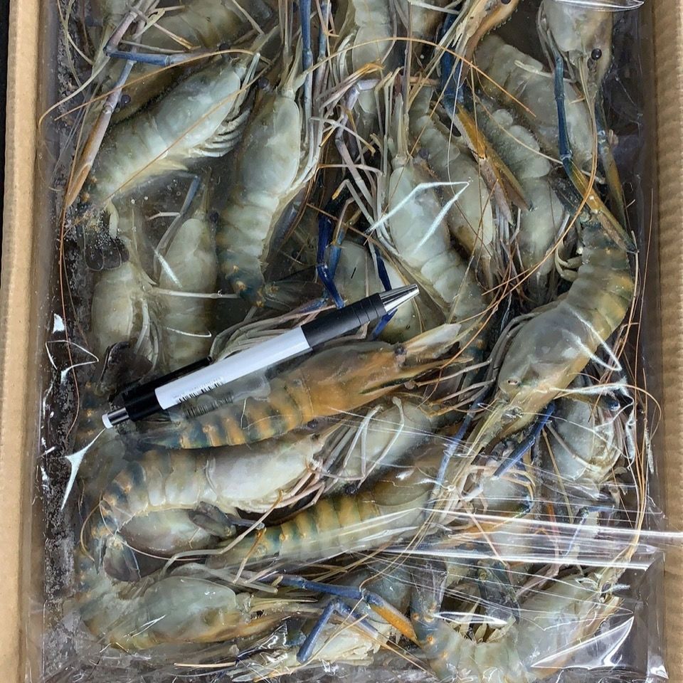 【淡水虾王】罗氏沼虾大青虾泰国大青虾马拉西亚大虾罗氏虾淡水虾