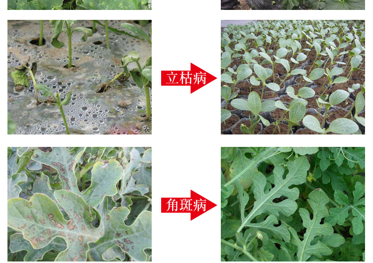 西瓜甜瓜病全治殺菌劑西瓜細菌性角斑病炭疽病花葉病毒病專用藥3盒32g