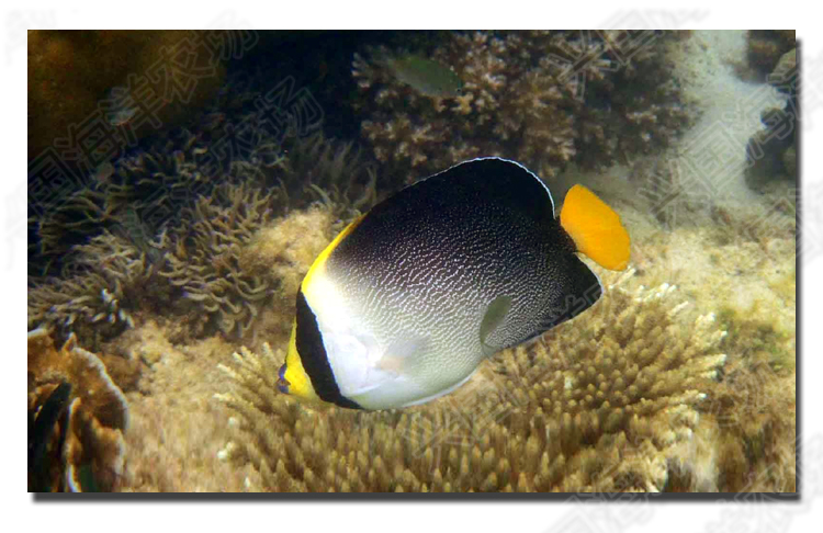 黄尾仙活体海水鱼海缸小型宠物鱼观赏鱼天皇仙珊瑚神仙鱼定水快递包活