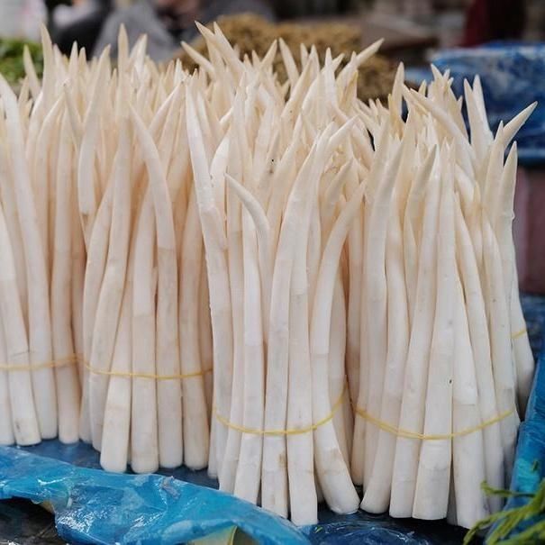 云南建水草芽象牙菜十二道锋味特产新鲜蔬菜农家自种批发1斤 1斤【500