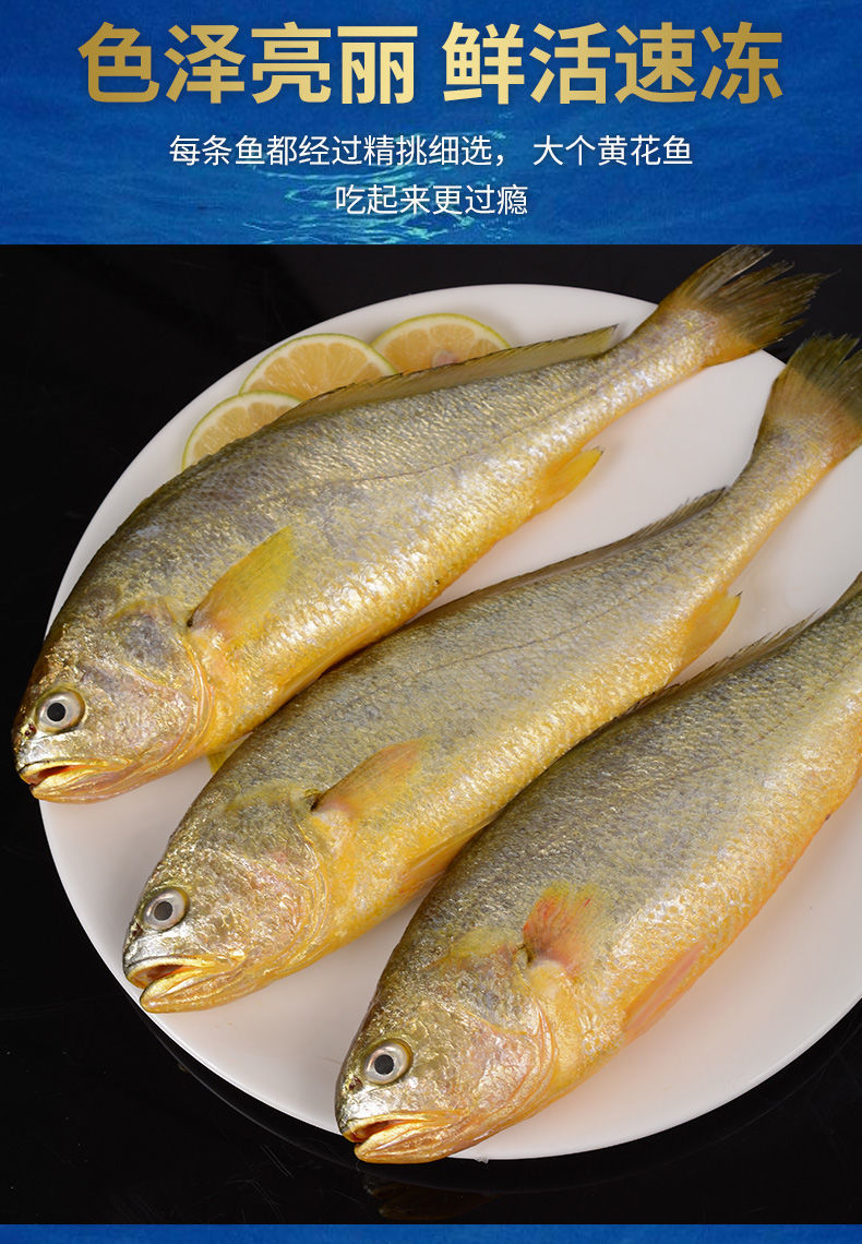 小黄鱼新鲜冷冻黄鱼鲜活黄花鱼速冻小黄花鱼东海中号整箱海鱼海鲜华海