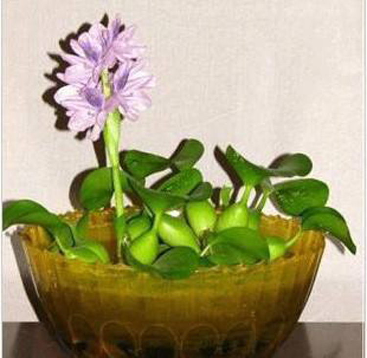 水葫芦水养植物水草浮萍 水生 水养植物 鱼缸池塘水池 种植花卉好养