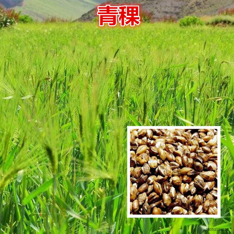 农资种子自留种散装荞麦种子红高粱小麦种子燕麦小米青稞种子五彩玉米