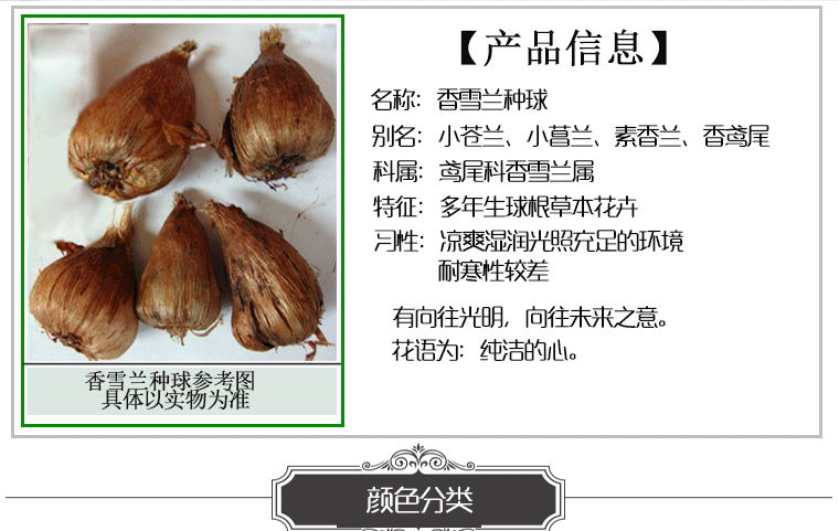 秋之果香 香雪兰种球 室内盆栽绿植花卉 小苍兰种子 球根花卉 贵族 单