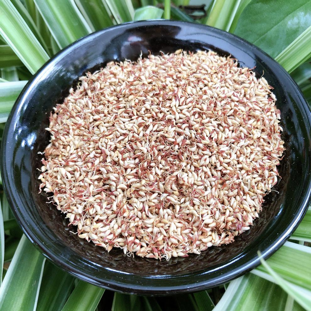 500g野生木莲籽木莲豆腐籽爱玉子冰粉籽手搓凉粉霹雳籽天然新籽【图片