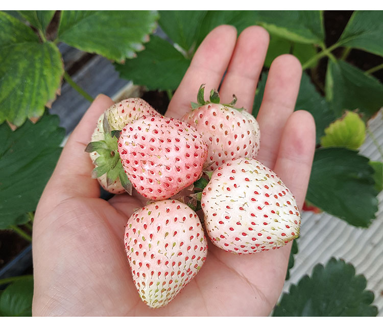 華木四季甜草莓奶油白草莓食用水果種子家庭陽臺盆栽香草蔬菜種植 四