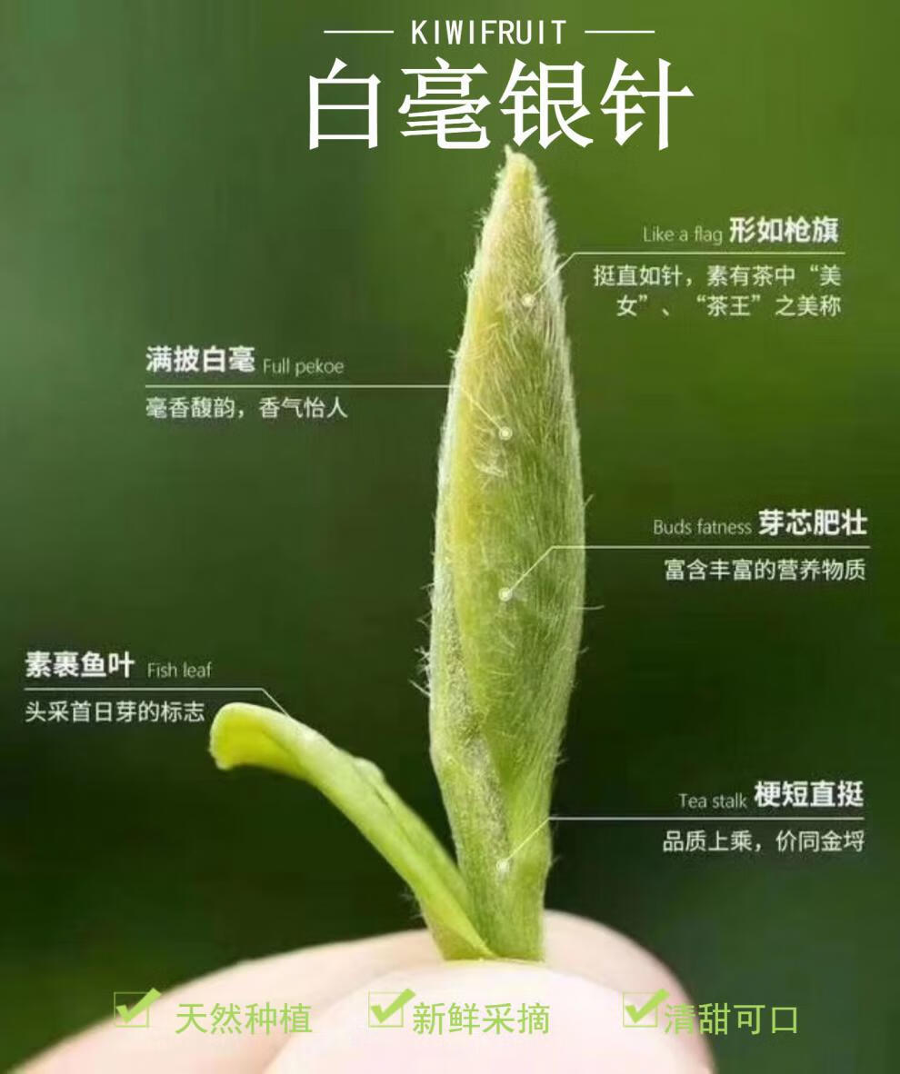 福鼎白毫银针白茶特级茶叶头采高山白茶太姥山老白茶散茶罐装250g