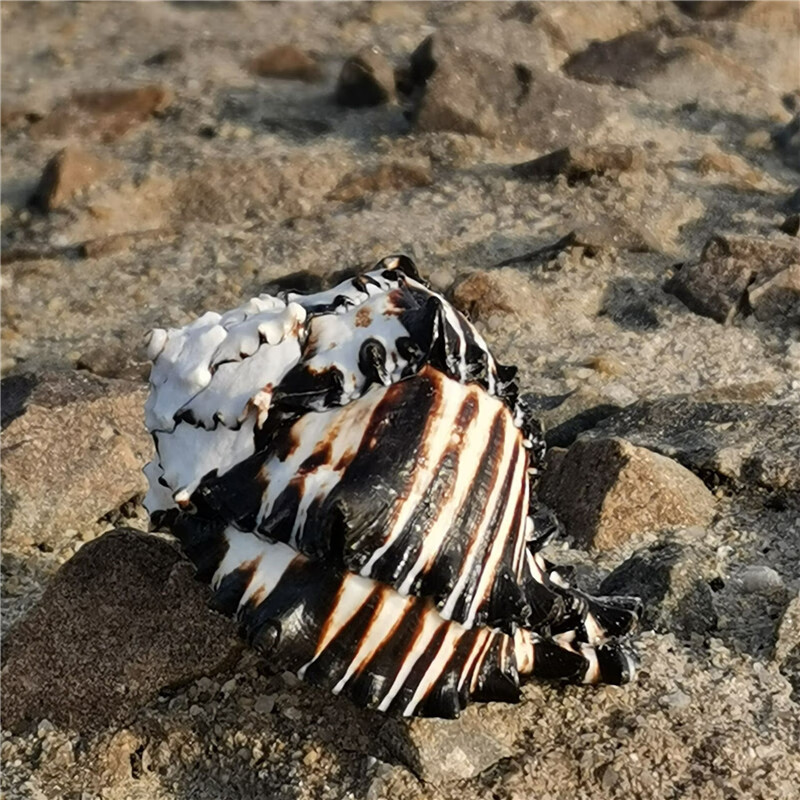 鹿凌青 鱼缸造景 黑斑马骨螺 天然海螺贝壳 长8-9厘米【图片 价格