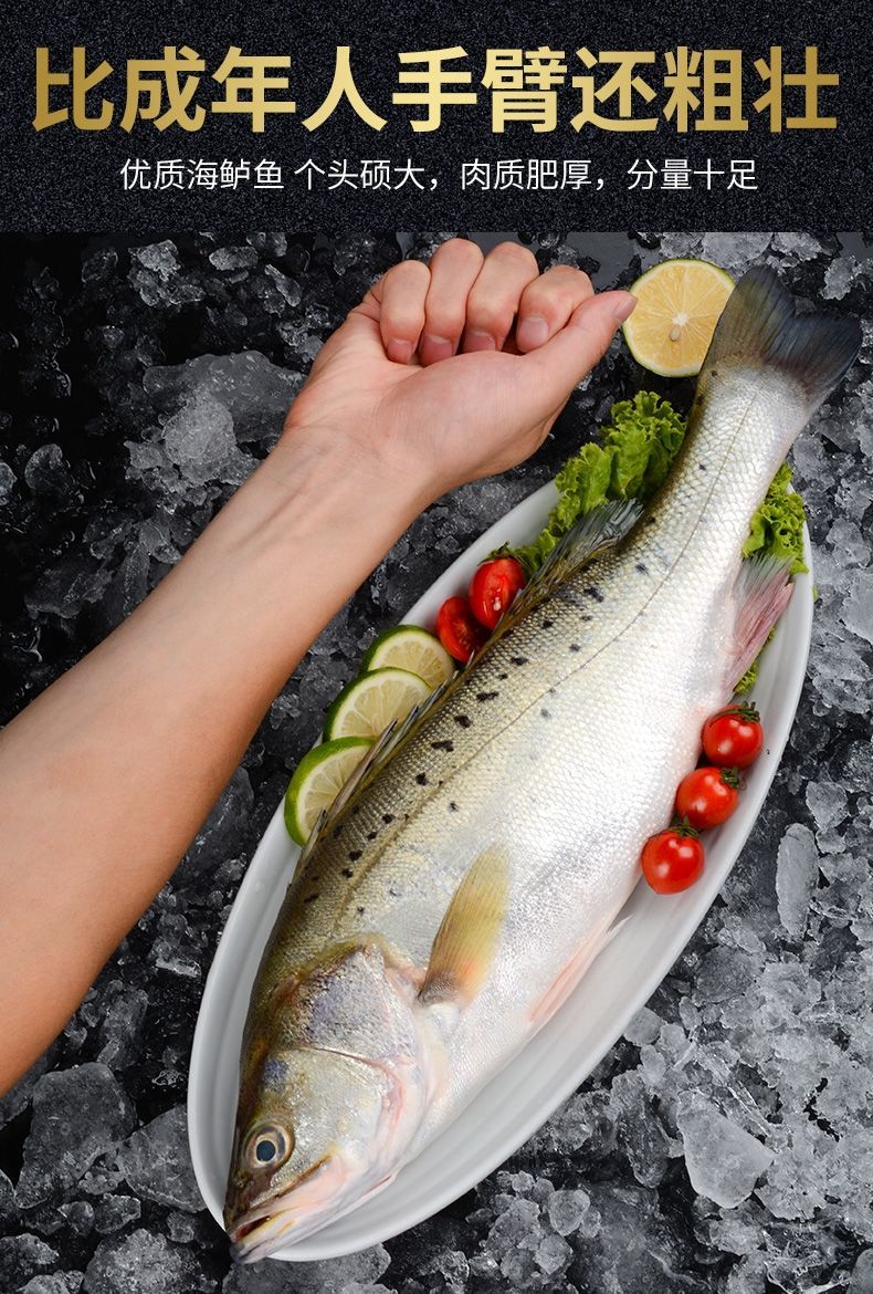 海捕鲈鱼海鱼鲜活海鲜水产批发七星海鲈鱼超大深海鱼腾