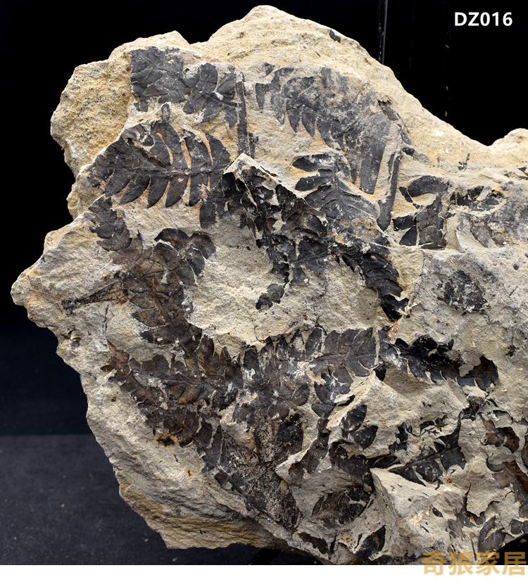 天然三叠纪植物化石类化石原石古植物化石标本科普教学摆件 藕色 装裱