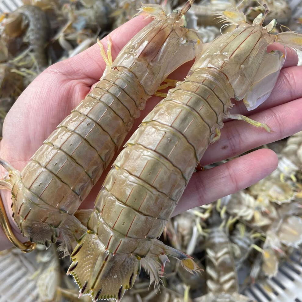 净爽皮皮虾全母带膏鲜活特大虾姑新鲜虾爬子超大爬爬虾螳螂虾海鲜