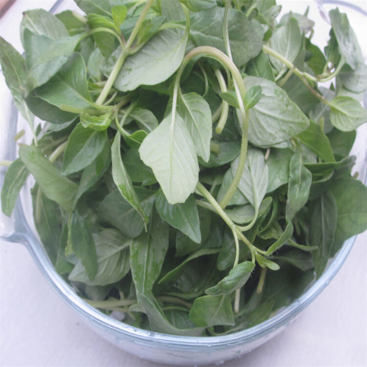 采缇安徽阜阳特产新鲜荆棘菜1斤现摘现发荆芥荆芥菜大叶荆棘头调味菜