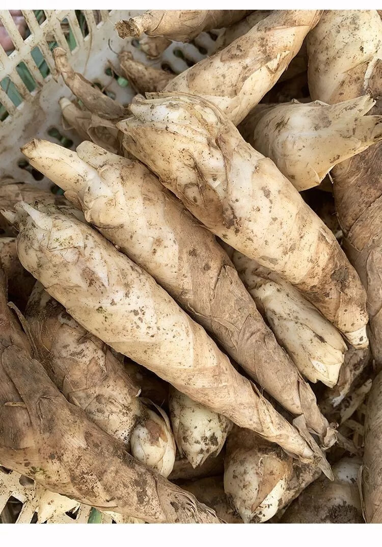 广东农家新鲜竹芋冬薯火锅煲汤食材冬笋薯绵薯竹根薯现挖发货 中小果 