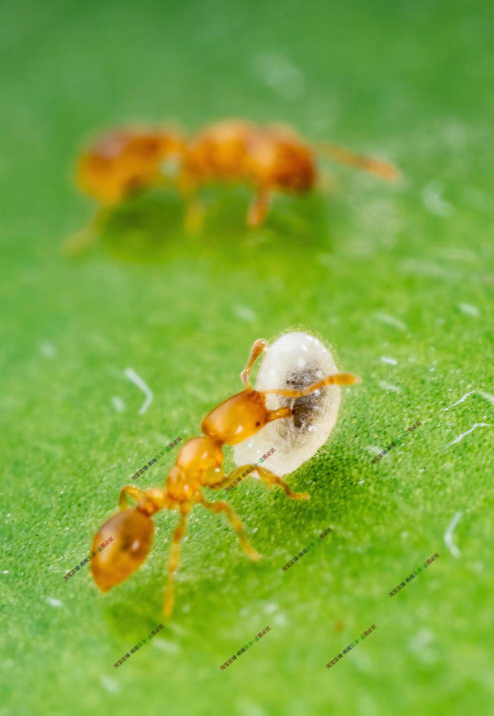 奢络弗 蚂蚁队长迷你蚁迷你火宠物蚂蚁活体科普教学蚂蚁城堡迷你宠物
