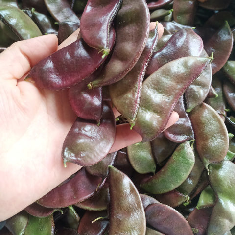 苏北农家自种新鲜露天扁豆红扁豆老品种紫扁豆扁豆荚猪耳朵一斤新鲜