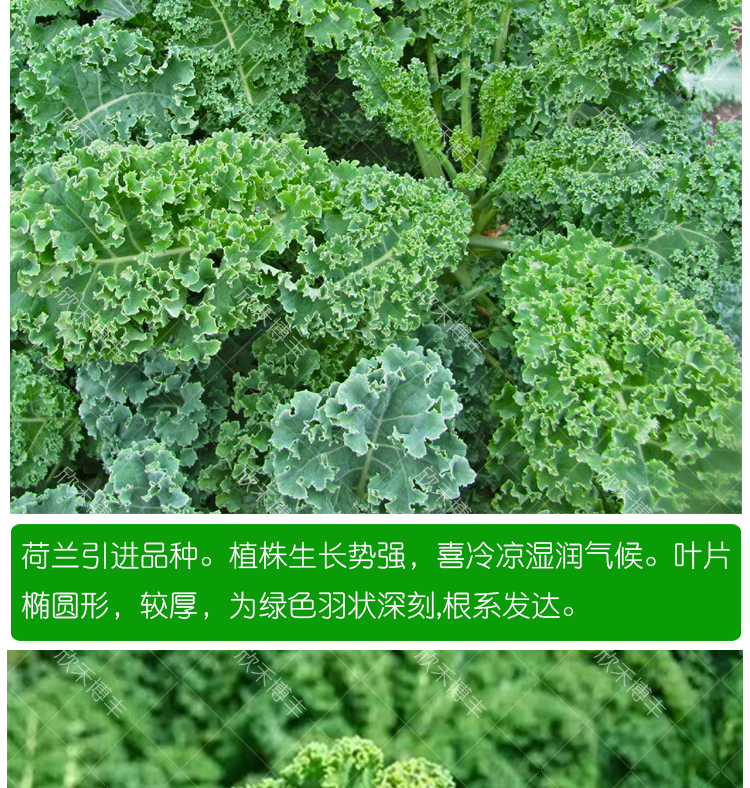 觀賞卷葉羽衣甘藍籽耐寒陽臺四季播蔬菜種孑 長葉羽衣甘藍(10克原裝)