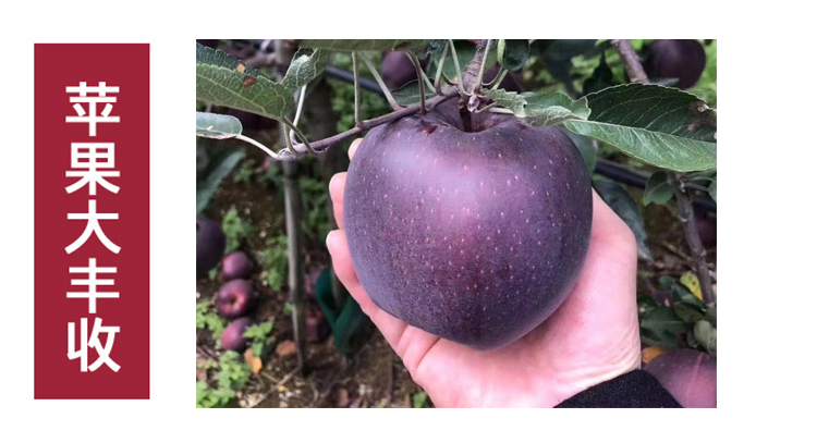 昭通黑卡黑钻苹果水果6斤紫色嘎啦新品种脆甜现摘新鲜当季平安果 5斤