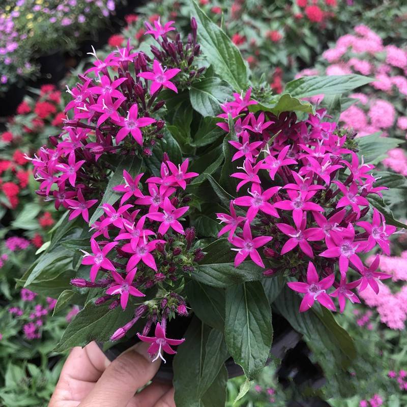 五星花盆栽耐热花卉露养耐晒繁星花花期长 紫色中盆 不含盆