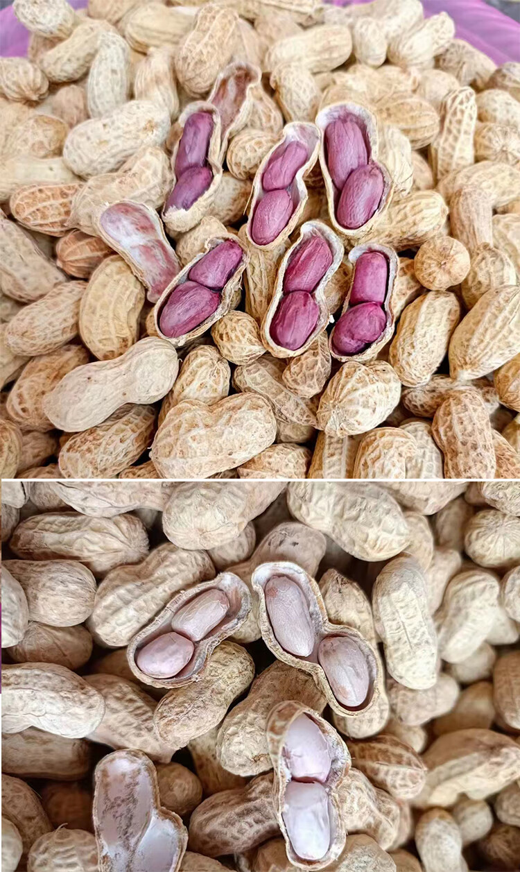 福建特产龙岩湿烤紫衣花生香脆正宗连城红衣花生水煮晒干四粒五香 3斤