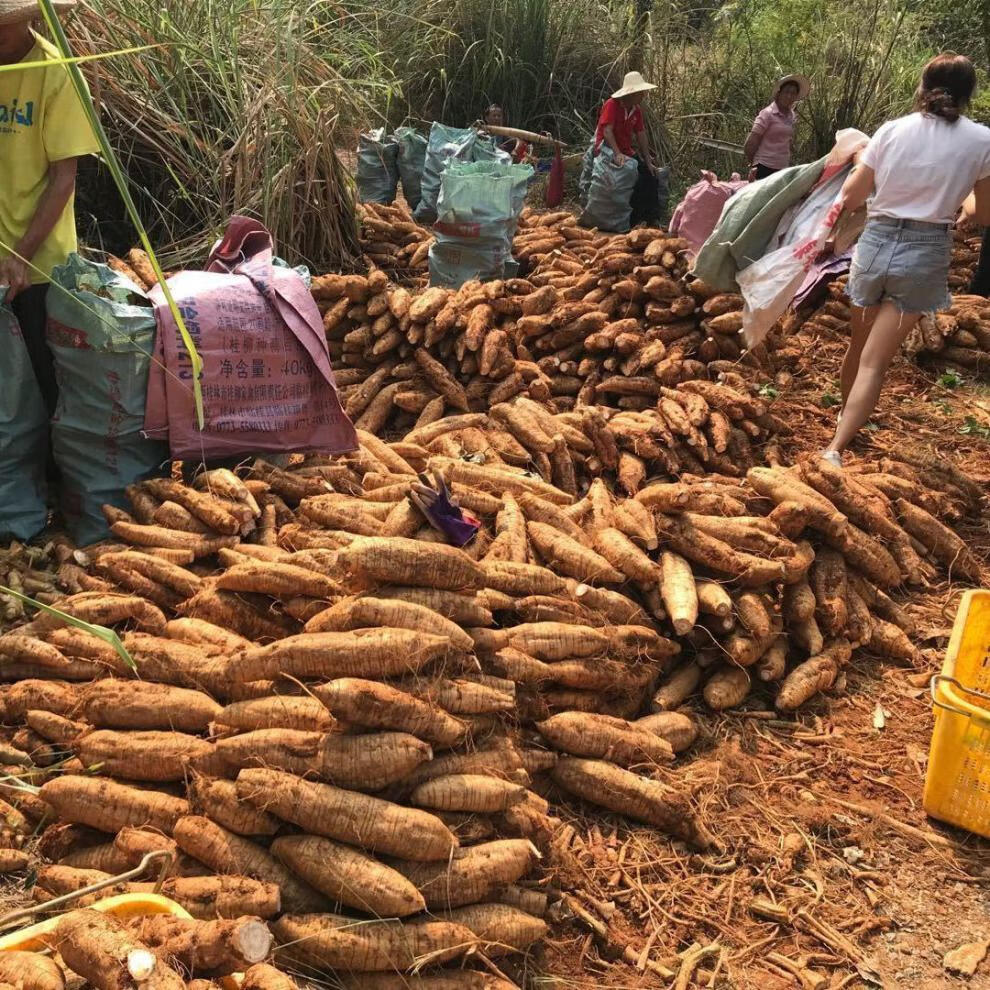 新鲜葛根2斤量有点少 精选现挖【图片 价格 品牌 报价】-京东