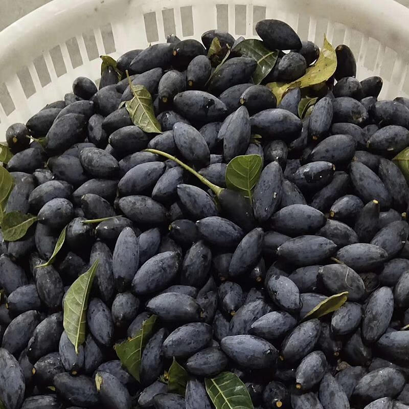 榕下小鹿 榄角干乌油榄下饭菜咸菜 5斤咸香【罐装】【图片 价格 品牌