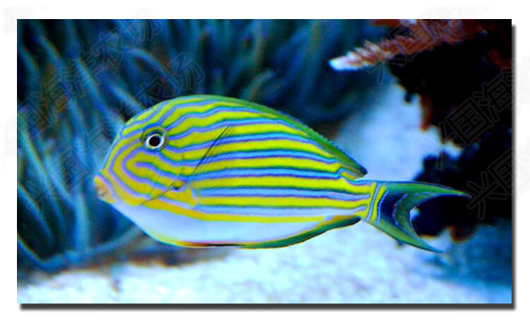 纹吊 活体海水鱼 海缸观赏宠物鱼 倒吊食藻除藻蓝吊黄金吊快递包活 纹