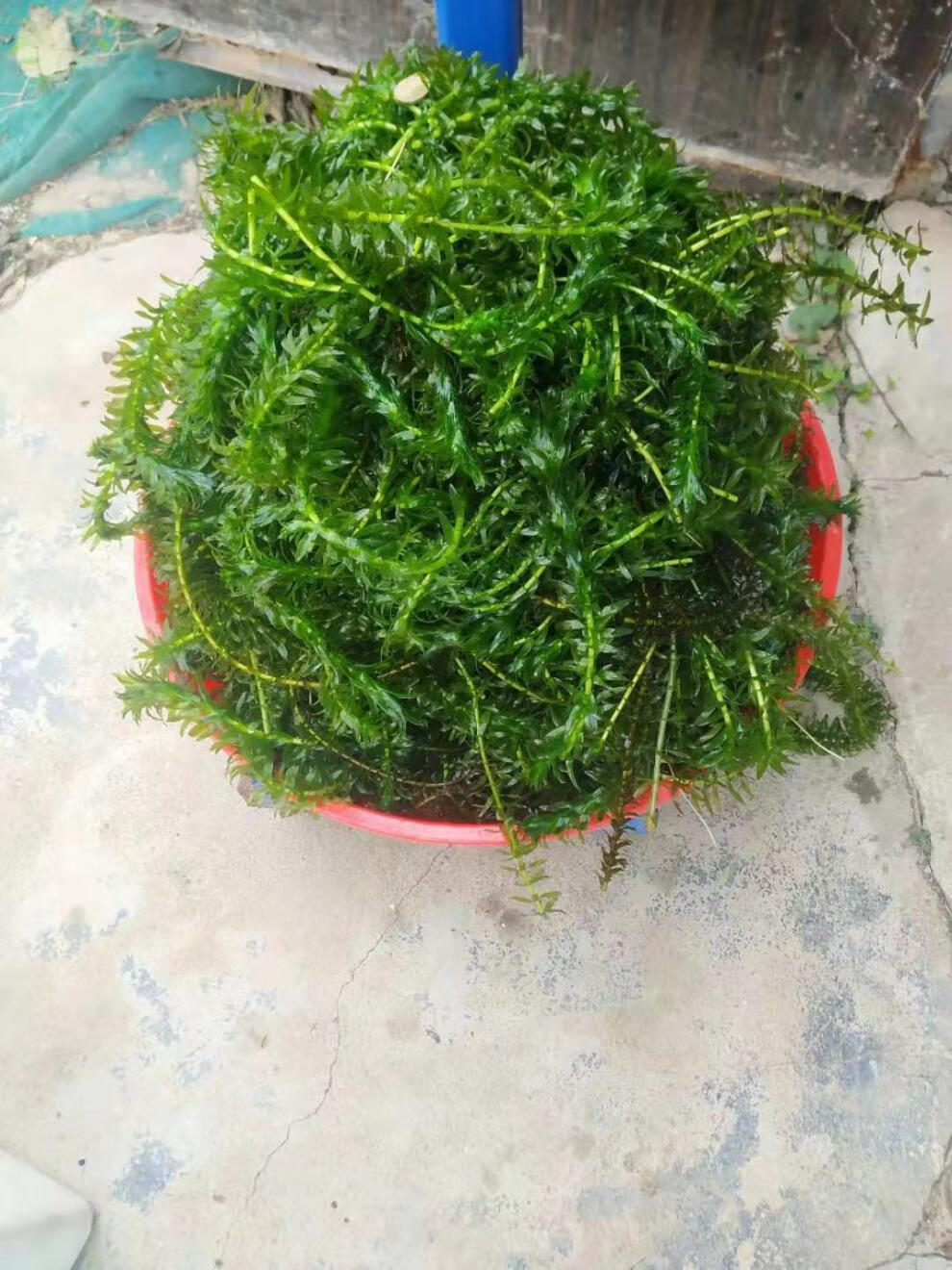 冷水水草不用泥土的植物绿菊龟鱼缸水蕴蜈蚣草狐尾藻大聚藻中后景