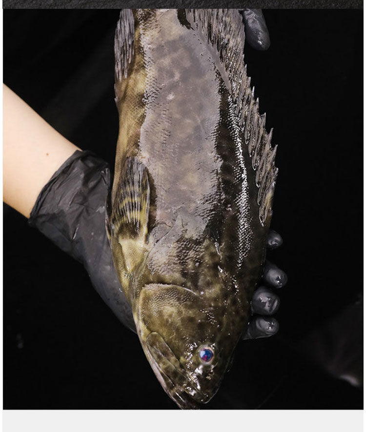 广西北海深海捕捞鲜活龙胆石斑鱼珍珠斑鲜活速冻1213斤条默认帮杀净每