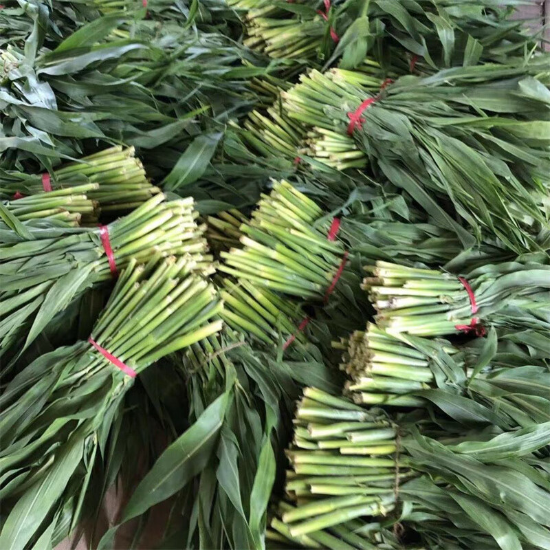 东北新鲜高粱乌米当天采摘青皮乌咪现掰头茬速冻乌苠蔬菜产地 500g