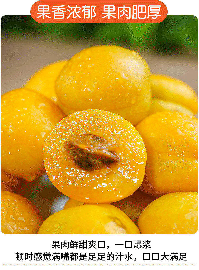 【顺丰直达】李广杏敦煌新鲜正宗现摘黄杏甘肃特产当季爆甜李广杏水果