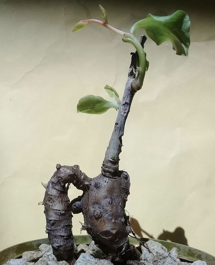 藤三七盆栽四季常青阳台蔬菜爬藤植物花卉绿植庭院植物墙多肉植物 藤