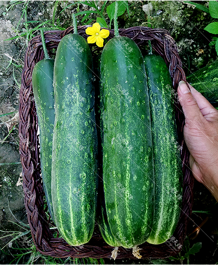旱黄瓜种子高产四季春季老品种阳台农家夏季本地花青大吊瓜种籽菜油绿