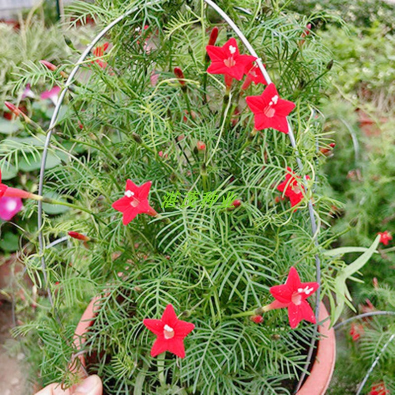 羽葉蔦蘿種子蔦蘿松五角星花種子爬藤攀援花卉植物庭院陽臺四季播