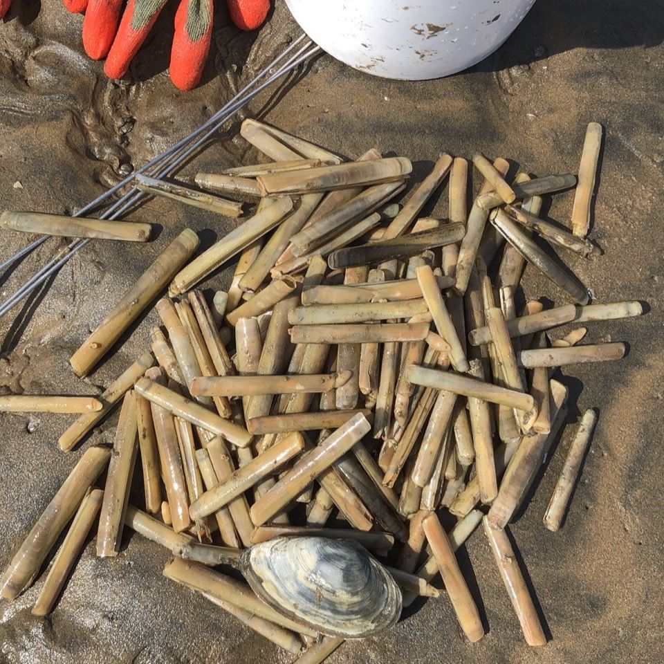 赶海工具神器蛏子锄头盐瓶子沙滩海边蛤蜊蚬子海边 盐瓶子16安1个【图