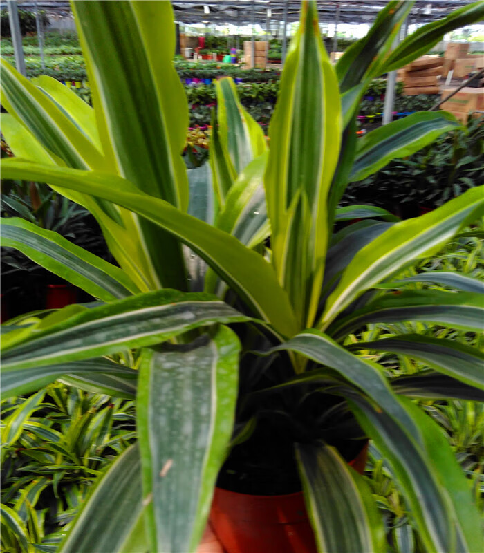 金边巴西木翡翠美人也门铁 巴西美人转运铁办公室绿植盆栽吸 转运铁高