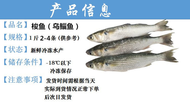 巷仔边新鲜梭鱼10斤海鲜乌鲻鱼肉乌头鱼肉厚刺少爱吃 5斤(4-7条大鱼)
