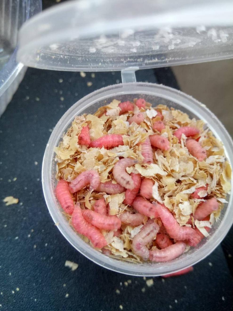 钓鱼活蛆肉蛆红色蛆虫活体蛆牙子大蛆瓶装白蛆活虫活饵昆虫鱼饵h派尼