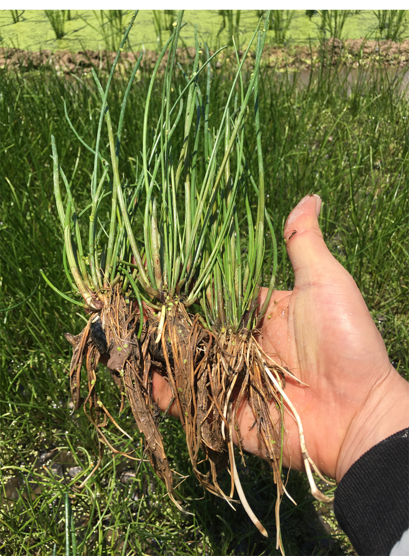 姜芮广西桂林荔浦马蹄苗荸荠种植苗种子脆甜无渣水果高产马蹄苗10棵苗