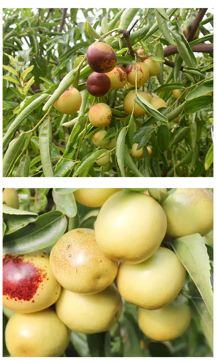 现摘现发自家顺丰临猗庙上冬枣鲜枣孕妇水果大果沾化香甜多汁 3斤