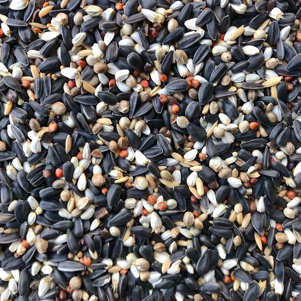 虎皮牡丹玄风鹦鹉鸟食饲料鹦鹉鸟粮带壳黄谷小米黄雀食油菜籽1斤装