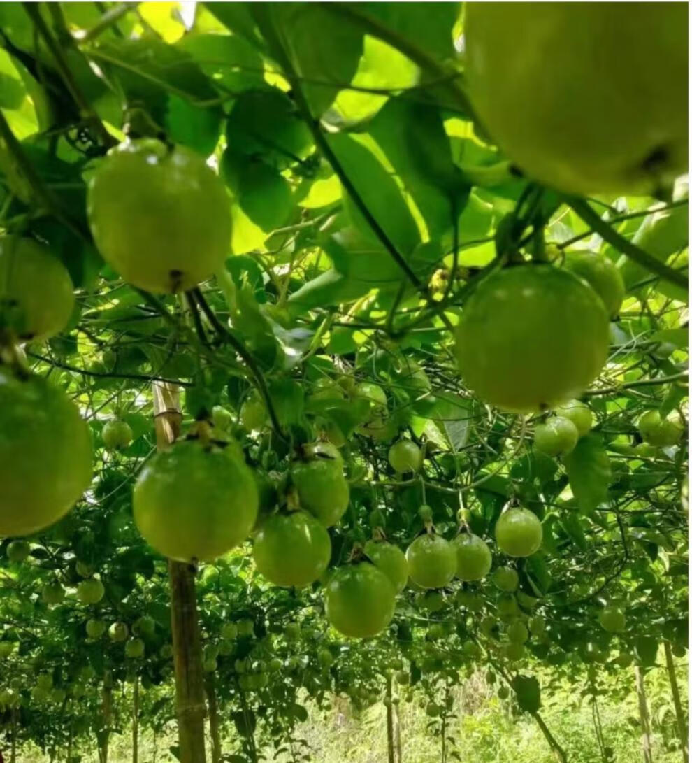 黄金百香果钦蜜九号9号广西钦州新鲜现摘蜂蜜大果10斤纯甜5斤酷果汇 2