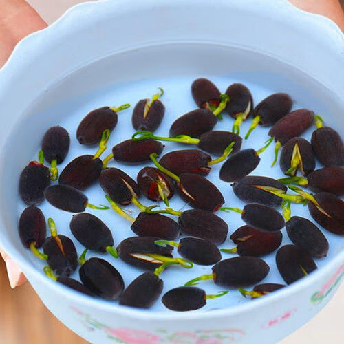 碗莲开口水培种子荷花带芽鱼缸装饰睡莲种子造景淡水植物水草种籽碗莲