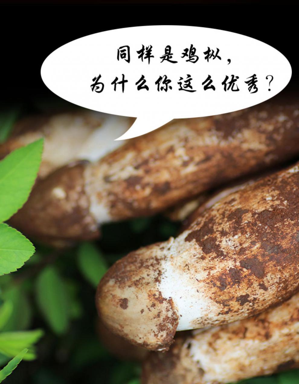 云南野生新鲜鸡枞菌荔枝菌菇新鲜棕菇菌子火把鸡枞油500g顺丰小鸡枞