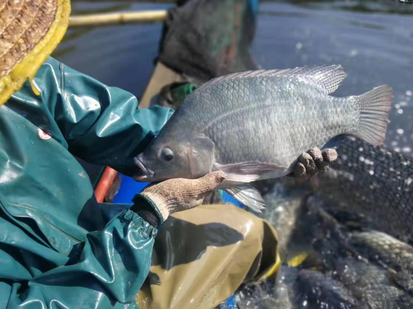 荣郁新吉富罗非鱼苗非洲鲫福寿鱼大鳞五号脆肉罗非鱼顺丰包活专用饲料