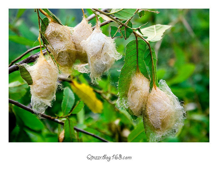 蚕 蚕蛹 茧蛹 东北特产 柞蚕 绿蚕 活蚕 免挤净蚕 蝉蛹 4瓶(净重二斤)