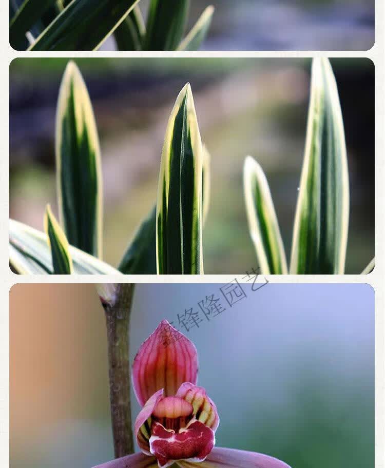 兰花苗墨兰东方红神荷兰花苗金边名贵荷瓣红花盆栽植物室内四季兰