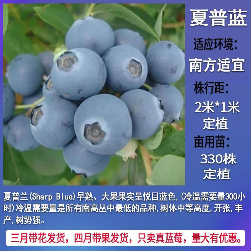 蓝莓树苗盆栽地栽带土阳台南方北方种植当年结果耐寒蓝莓果树树苗