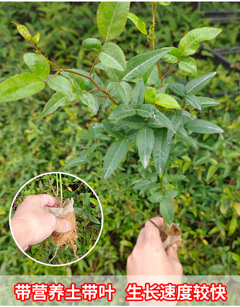 金樱子树苗带刺野生品种梨有无刺果子树 金樱子【1-2年苗】1棵【图片