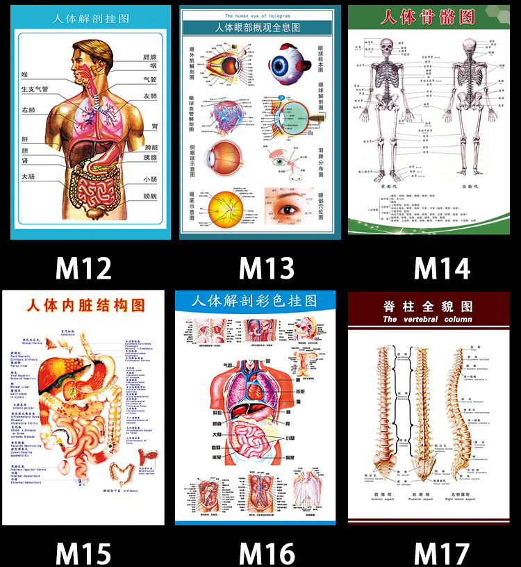 人體器官掛圖 人體解剖五臟六腑圖結構示意圖譜掛圖骨骼大掛圖全身