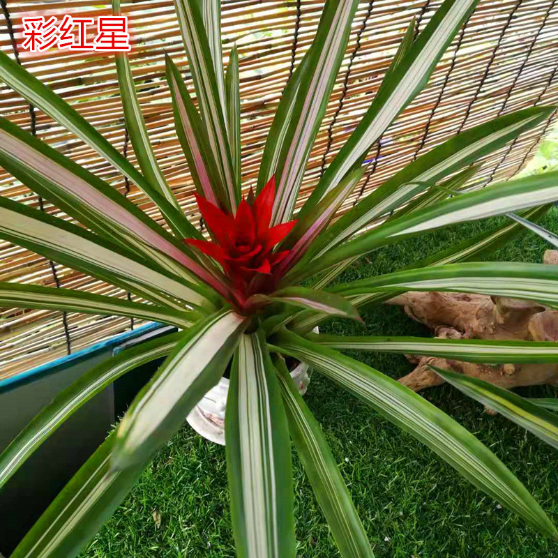 凤梨新款火炬鸿运当头卡丽黄金玉扇红宝石四季开花喜阴带花黄色高35cm